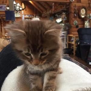 Meet your Posher, Ashton